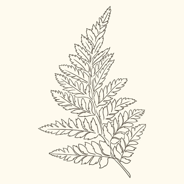 Hand drawn fern outline illustration