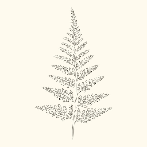 Free vector hand drawn fern outline illustration