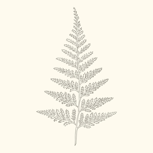 Hand drawn fern outline illustration