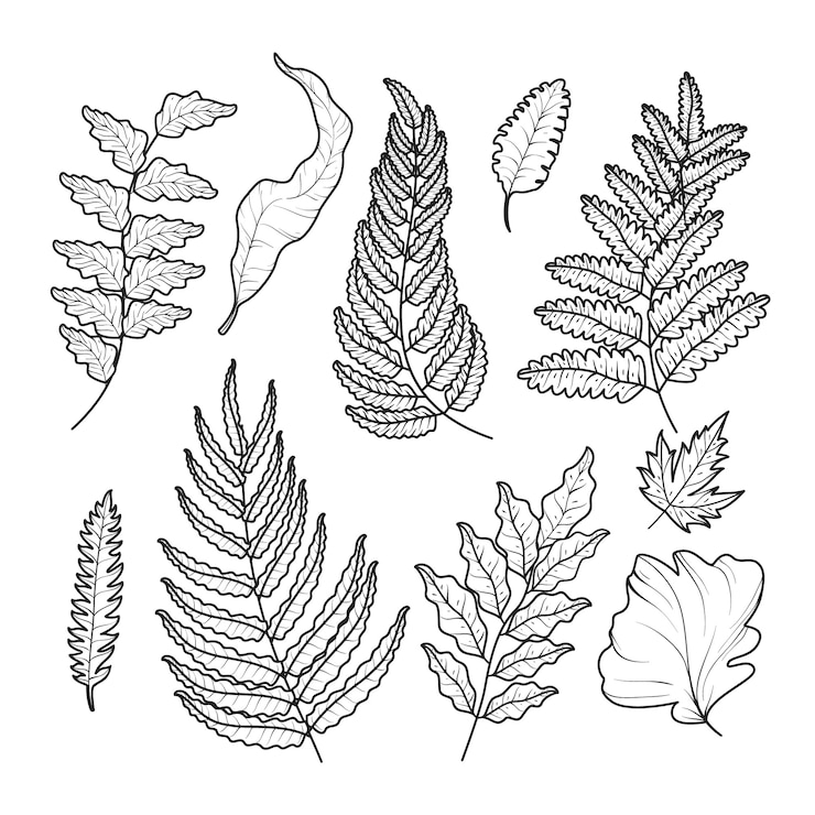 Free Vector hand drawn fern outline illustration