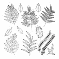 Free vector hand drawn fern outline illustration