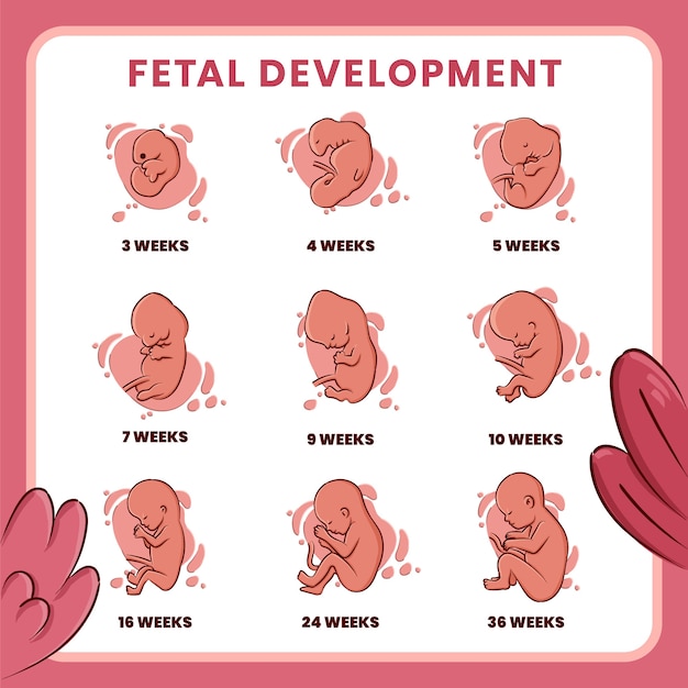 Hand drawn fetal development collection