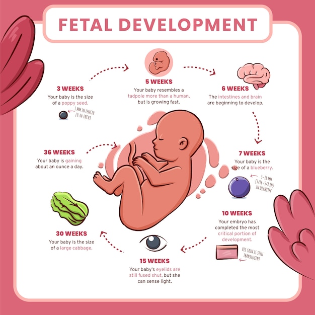 手描きの胎児の発達のインフォグラフィック