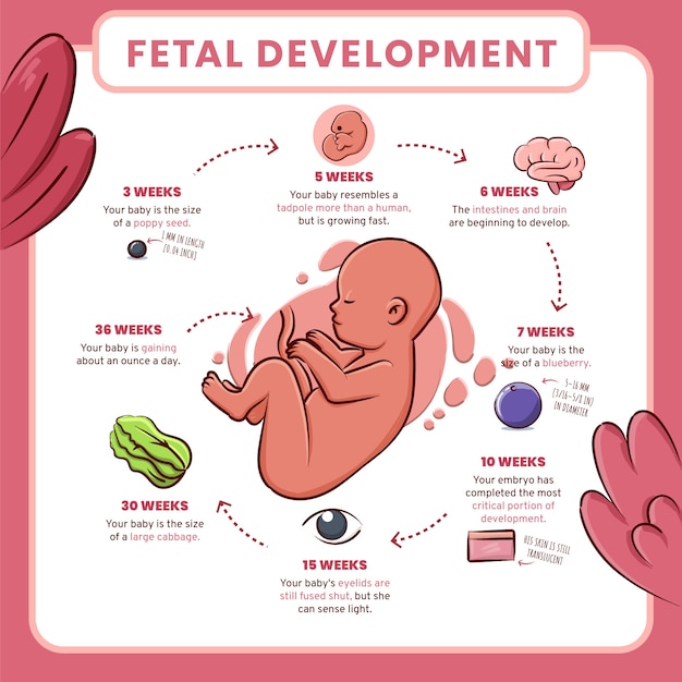 hand drawn fetal development infographic