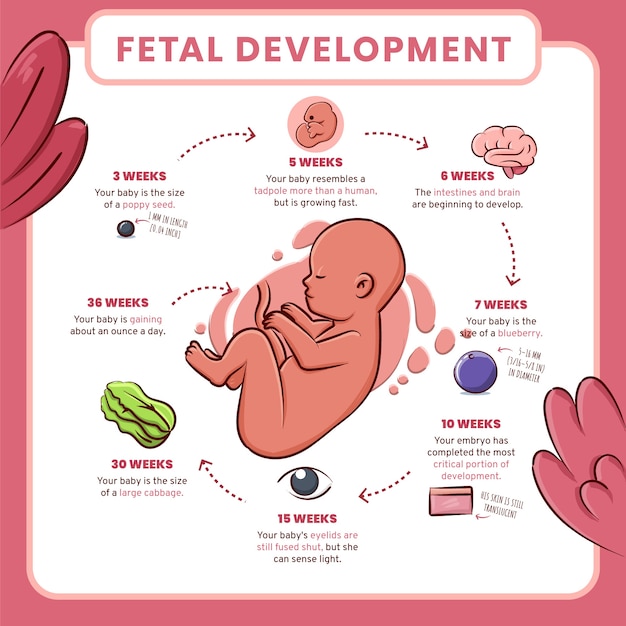 무료 벡터 손으로 그린 태아 발달 infographic