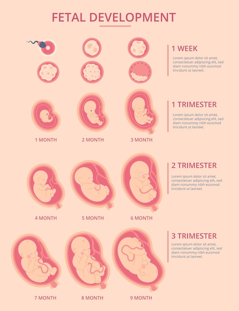 Vettore gratuito infografica sullo sviluppo fetale disegnata a mano