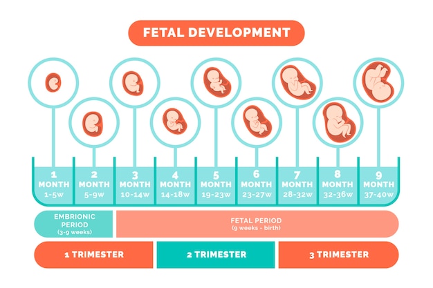 Hand drawn fetal development infographic