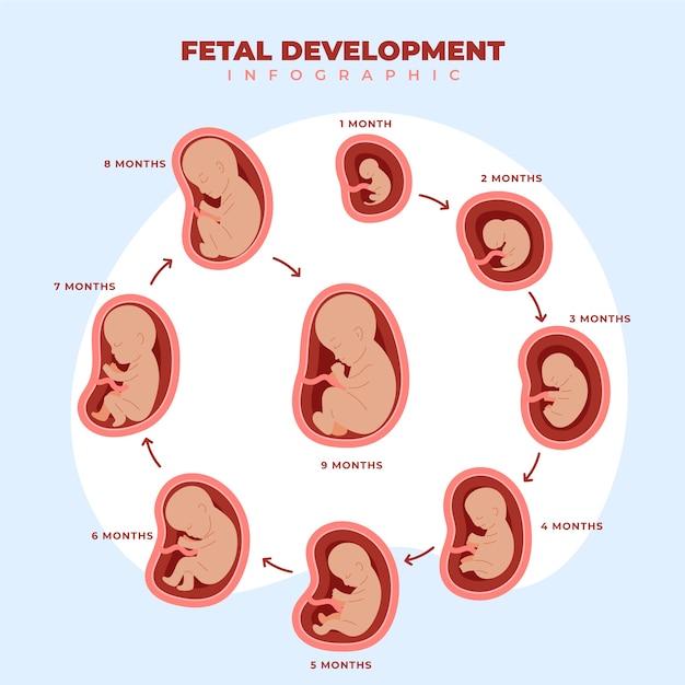 Hand drawn fetal development infographic
