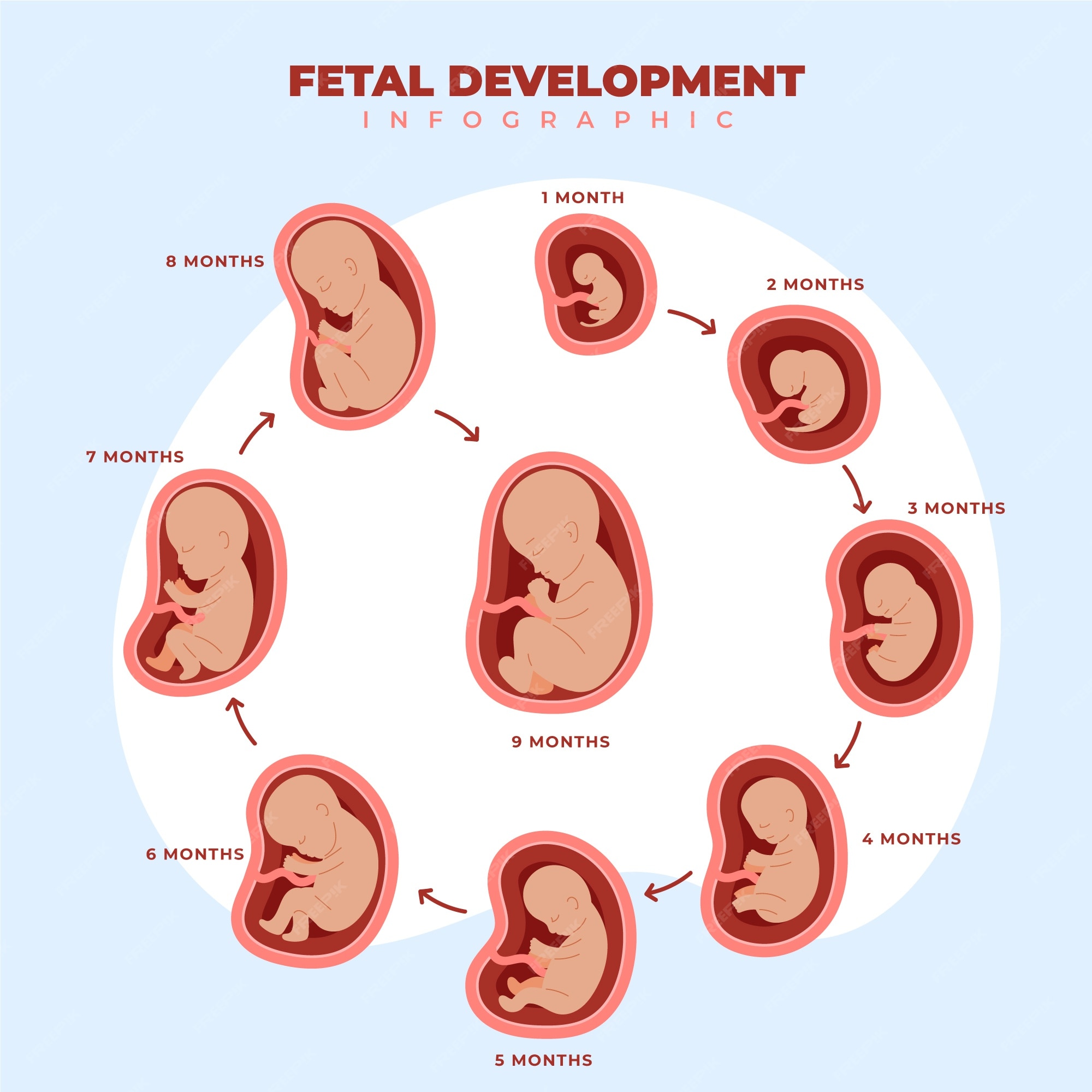 Baby growing up infographic Royalty Free Vector Image