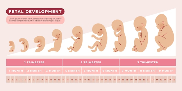 Vettore gratuito infografica sullo sviluppo fetale disegnata a mano