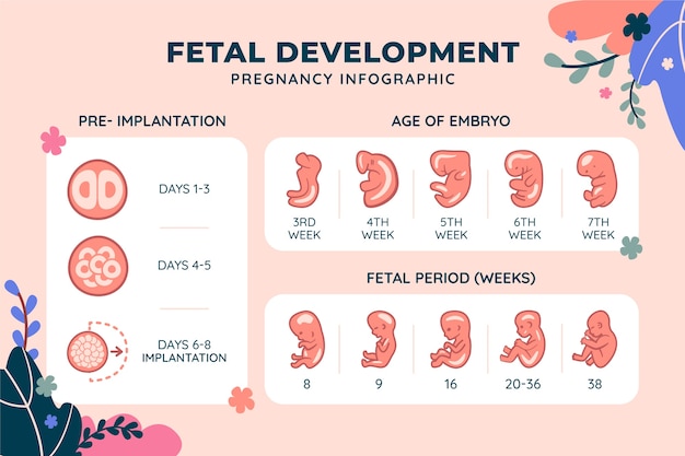 Infografica sullo sviluppo fetale disegnata a mano