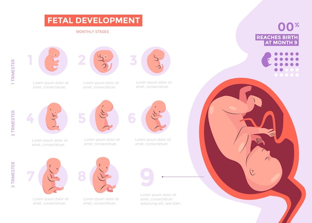 손으로 그린 태아 발달 infographic