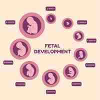 Бесплатное векторное изображение Рисованная инфографика развития плода
