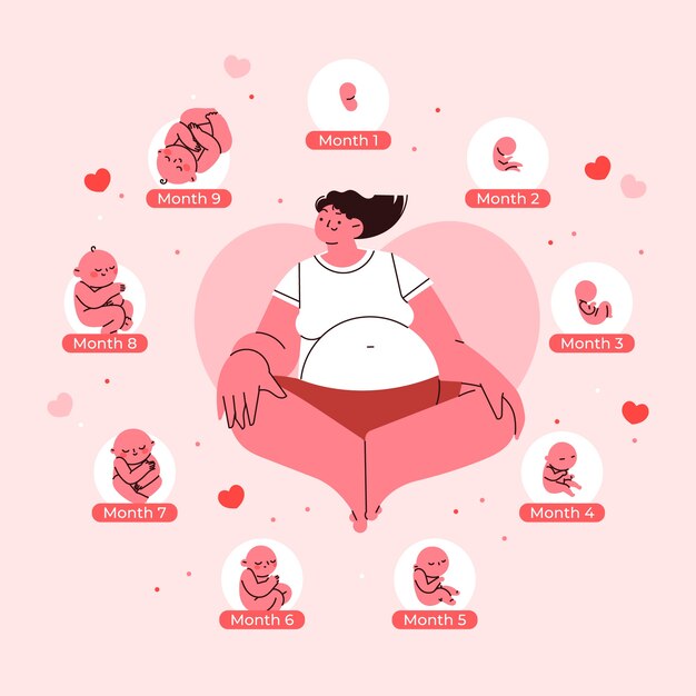 hand drawn fetal development infographic