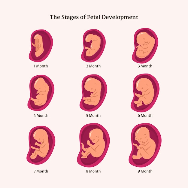 Free vector hand drawn fetal development set