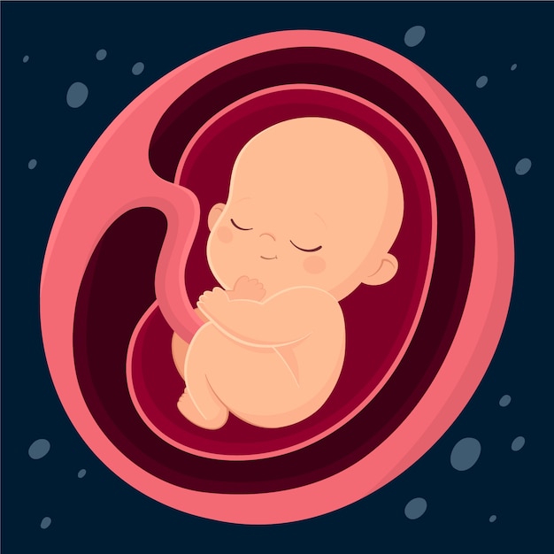 Free vector hand drawn fetus illustration