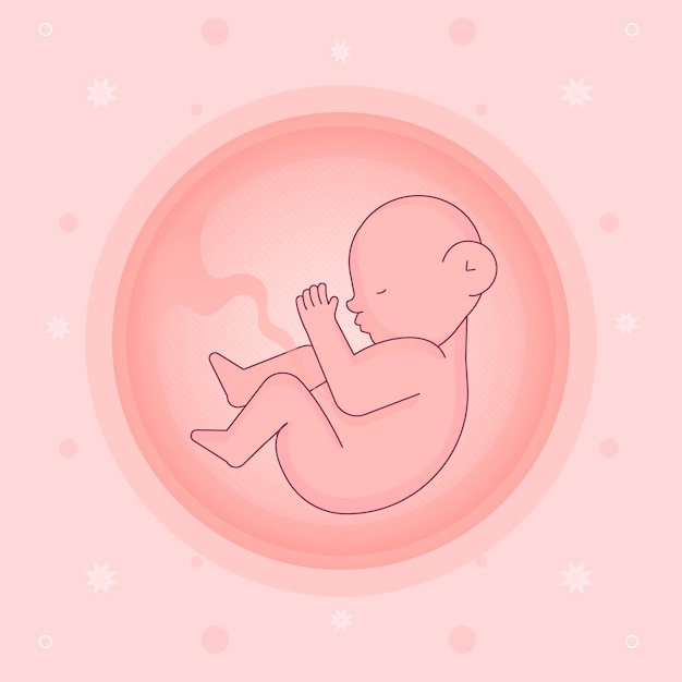 手描きの胎児のイラスト