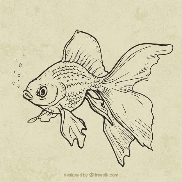 Hand drawn fish