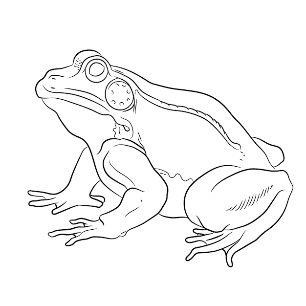 toads drawing