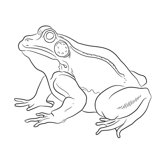 手描きのフラットなデザインのカエルのアウトライン
