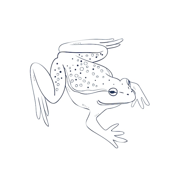 Hand drawn flat design frog outline