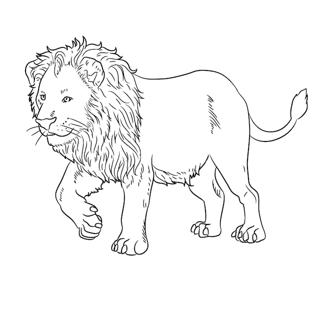 Hand drawn flat design lion outline