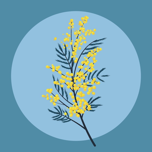 Illustrazione della mimosa di design piatto disegnato a mano