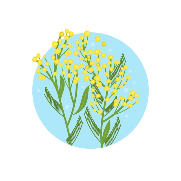 Hand drawn flat design mimosa illustration