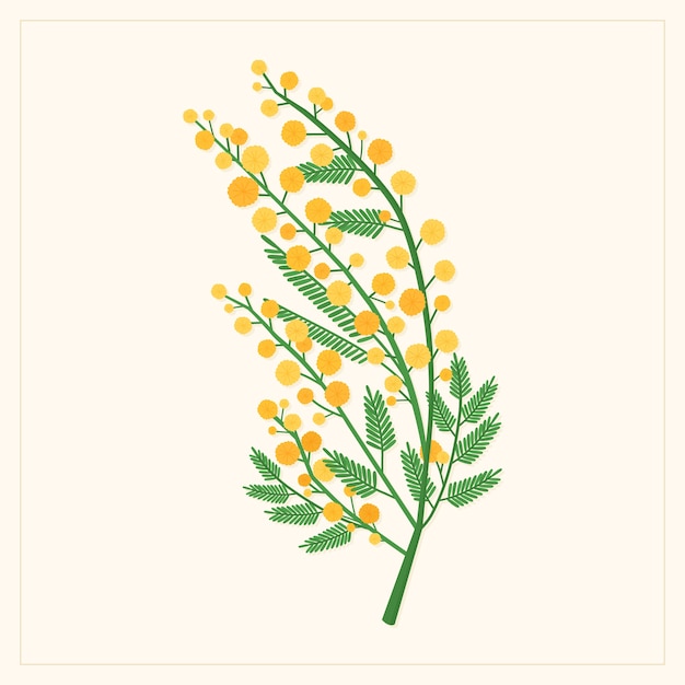 Hand drawn flat design mimosa illustration