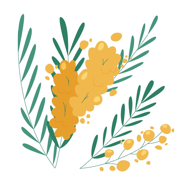 Illustrazione della mimosa di design piatto disegnato a mano