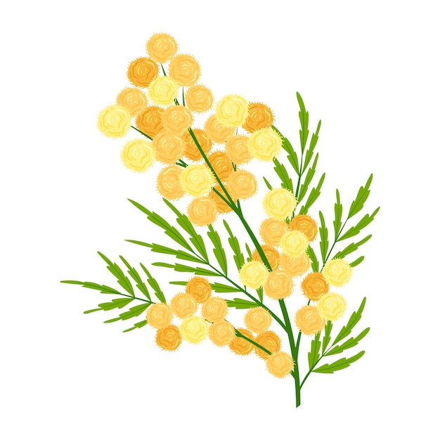 Hand drawn flat design mimosa illustration