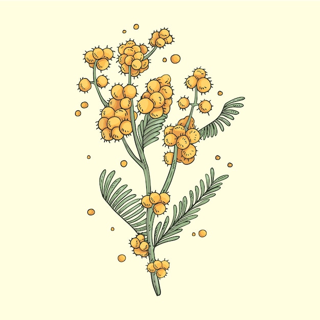 Free vector hand drawn flat design mimosa illustration