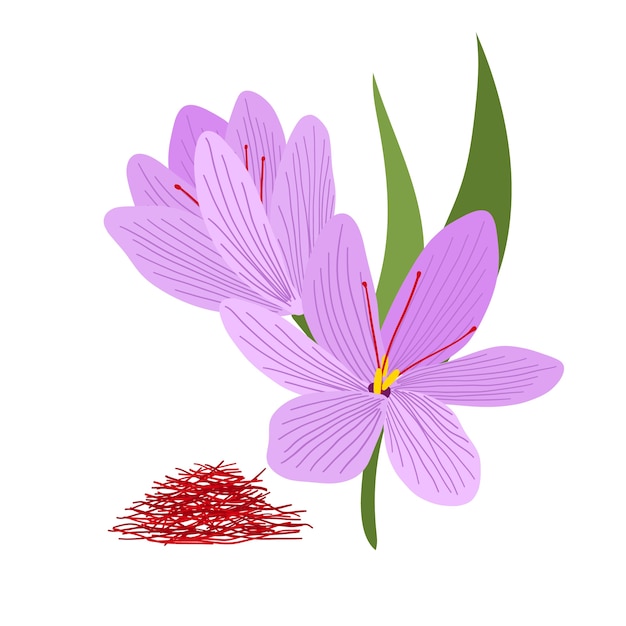 Hand drawn flat design saffron illustration