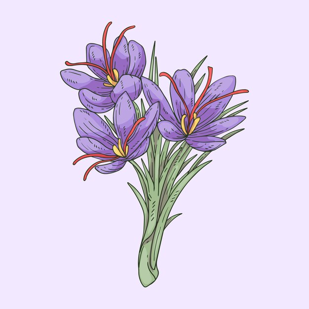 Hand drawn flat design saffron illustration