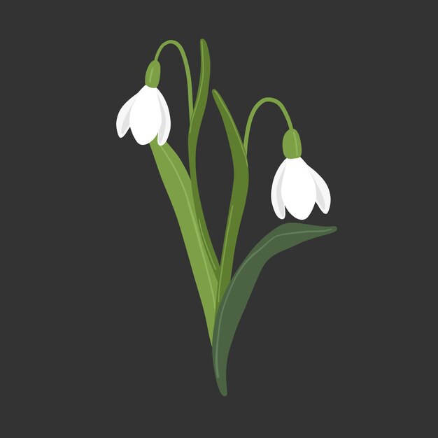 Hand drawn flat design snowdrop illustration