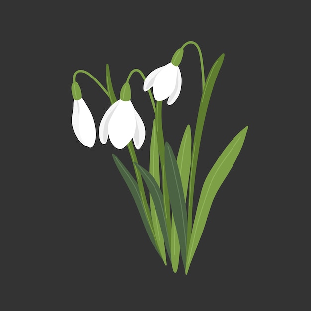 Hand drawn flat design snowdrop illustration