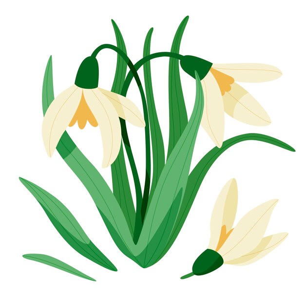 Hand drawn flat design snowdrop illustration