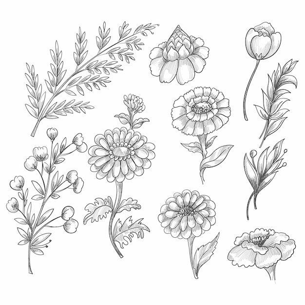 Free Vector hand drawn floral decorative set elements