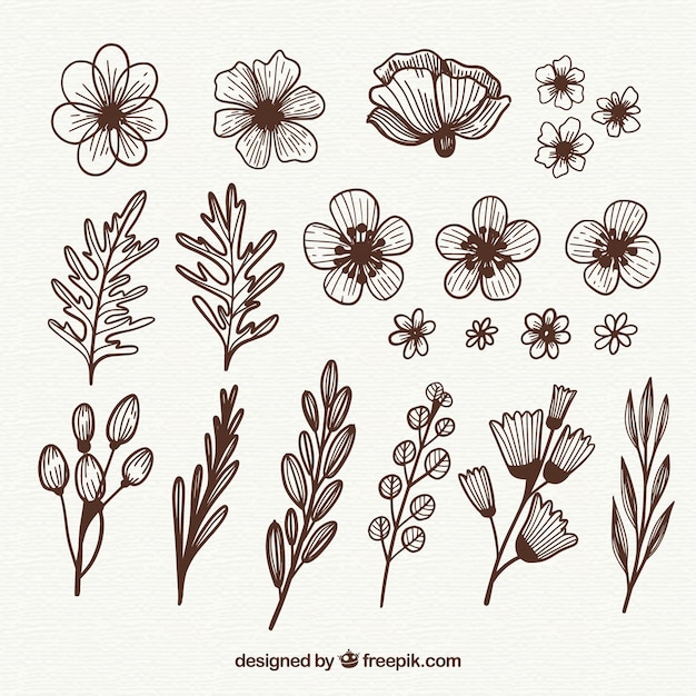 Free Vector hand drawn floral elements with sketchy style