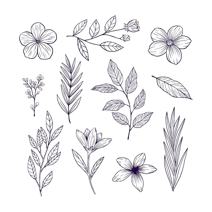 Free Vector hand drawn flower collection