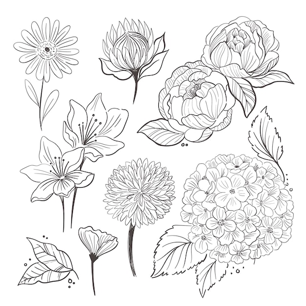 Hand drawn flower collection