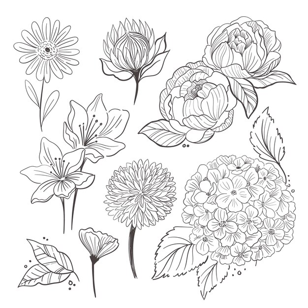 Hand drawn flower collection