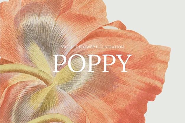 Hand drawn flower template with poppy background, remixed from public domain artworks
