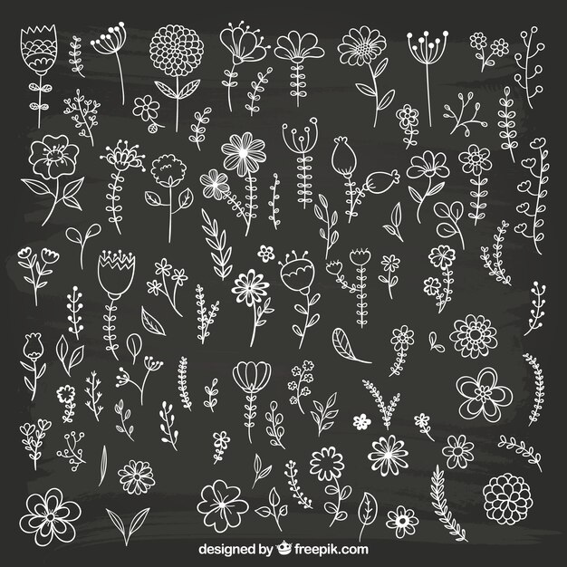 Hand drawn flowers on blackboard