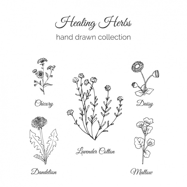 Free vector hand drawn flowers collection