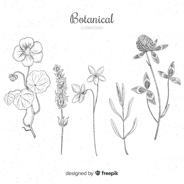 Free vector hand drawn flowers variety