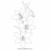 Бесплатное векторное изображение Рисованной цветы
