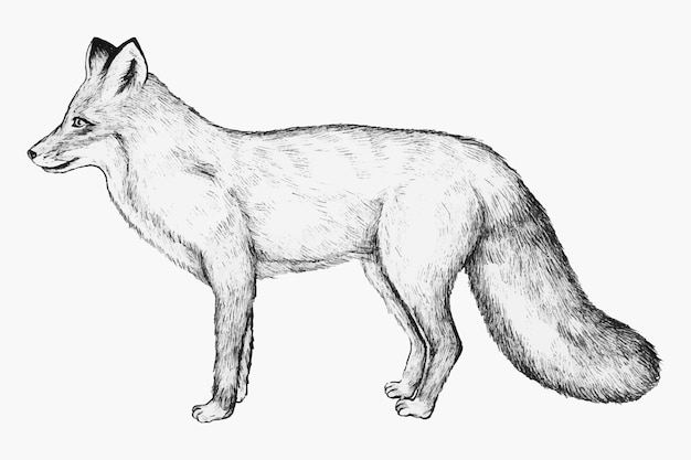 Hand drawn fox