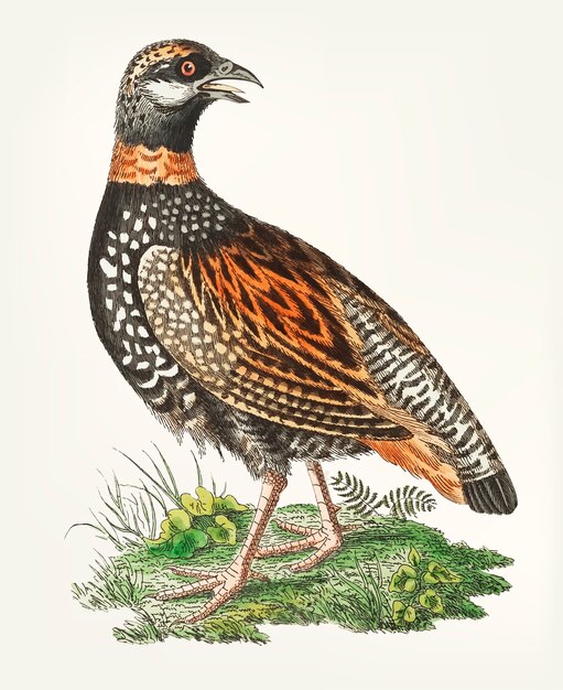 Francolin partridge의 손으로 그린