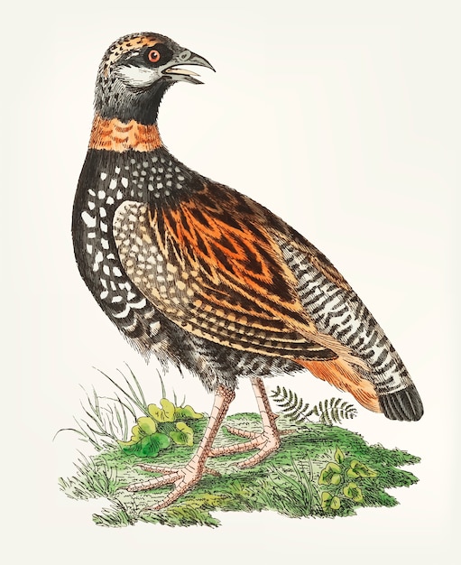 Hand drawn of francolin partridge